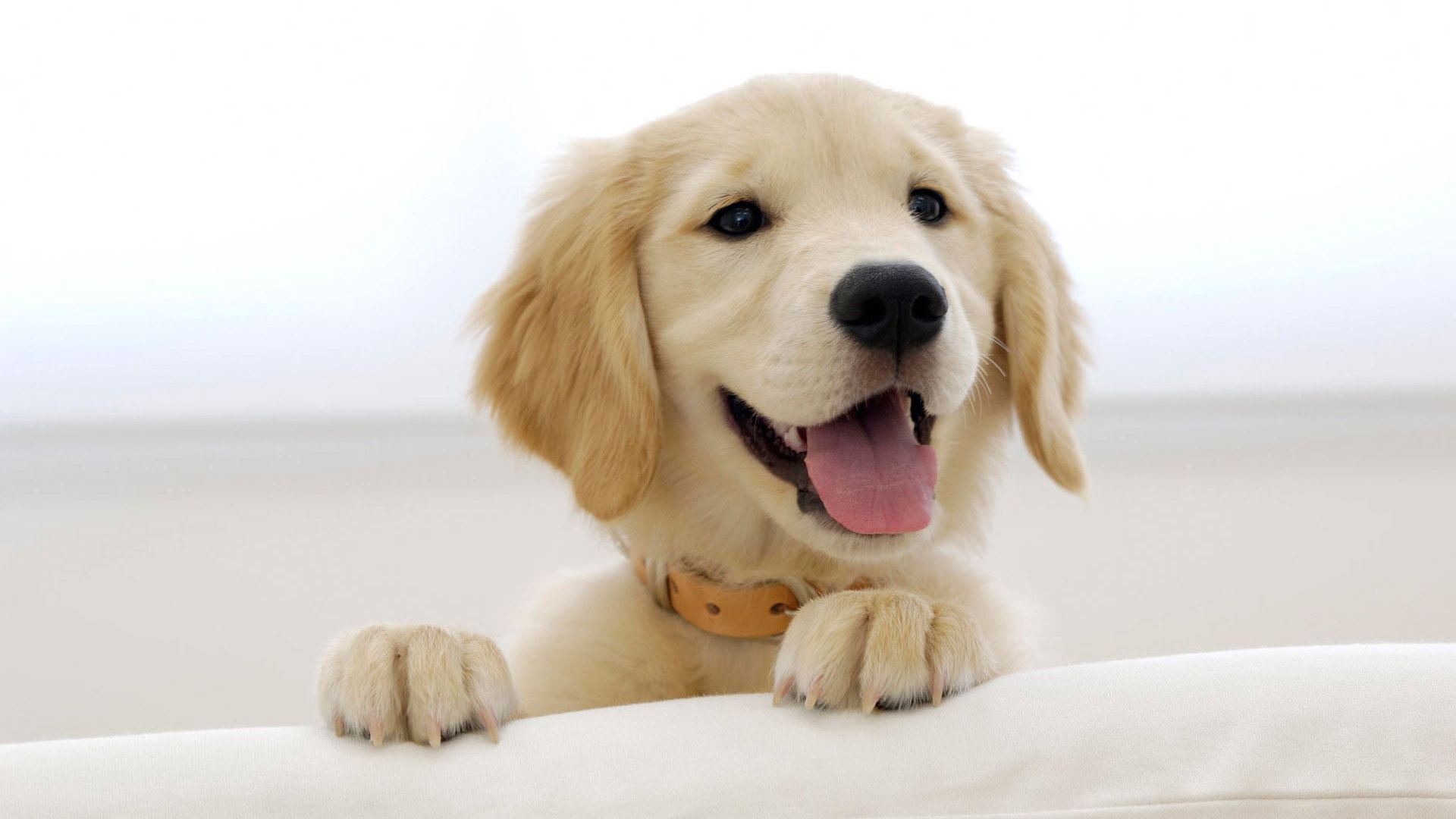 Happiness maximization vs. profit maximization